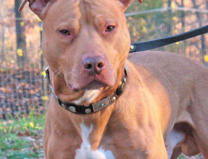 Família passa a madrugada dentro de carro após mulher ser atacada pelo próprio pit bull em Mineiros