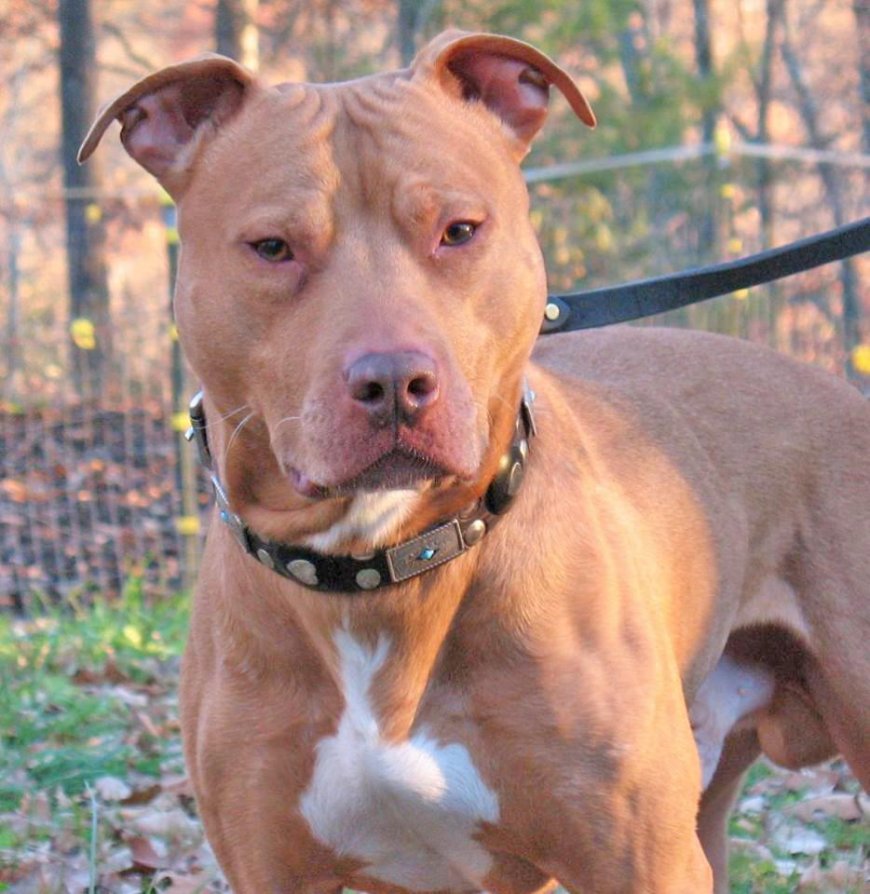 Família passa a madrugada dentro de carro após mulher ser atacada pelo próprio pit bull em Mineiros