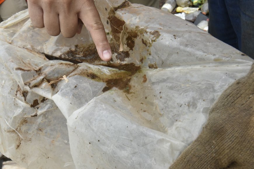 Chuvas fora de época elevam risco de dengue e chikungunya em Goiás