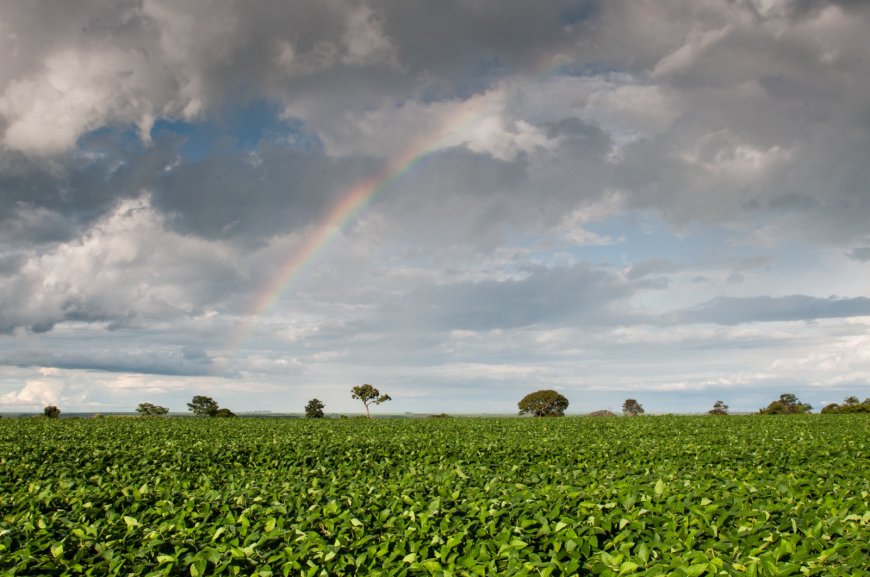 Agrodefesa autoriza início antecipado da semeadura da soja em Goiás