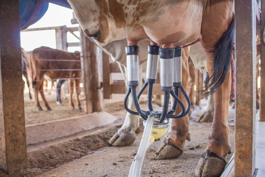 Goiás registra valorização do preço do leite ao produtor em 2026