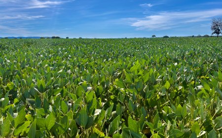 Goiás produz 37,3 milhões de toneladas de grãos e responde por 10,6% da safra nacional
