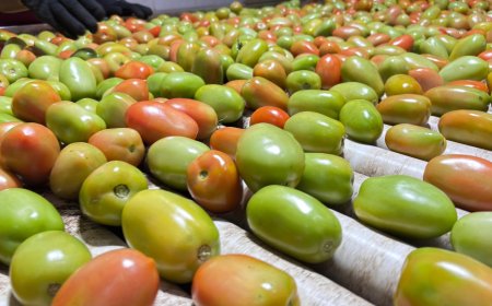 Goiás lidera produção nacional de tomate com 1,34 milhão de toneladas estimadas para 2026