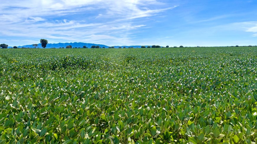 Goiás produz 37,3 milhões de toneladas de grãos e responde por 10,6% da safra nacional