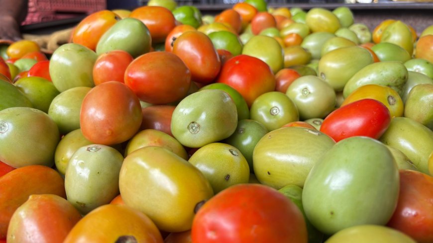 Goiás lidera produção nacional de tomate com 1,34 milhão de toneladas estimadas para 2026