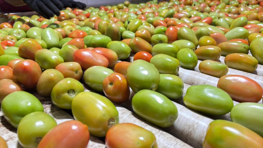 Goiás lidera produção nacional de tomate com 1,34 milhão de toneladas estimadas para 2026